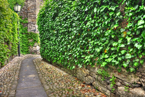 simple fence line landscaping ideas