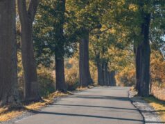 From Overgrowth to Risk: Signs Your Commercial Trees Need Attention