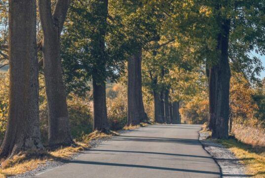 From Overgrowth to Risk: Signs Your Commercial Trees Need Attention