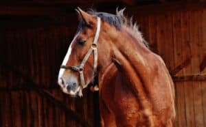 Horse Barns