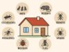 Common Home Pest Problems and What You Can Do About Them