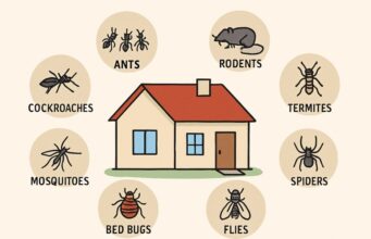 Common Home Pest Problems and What You Can Do About Them