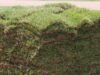 Looking for Sod Near You? Find Out Where to Get Fresh, Local Grass