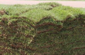 Looking for Sod Near You? Find Out Where to Get Fresh, Local Grass