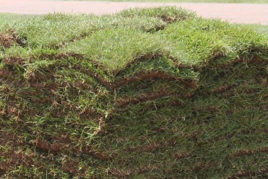 Looking for Sod Near You? Find Out Where to Get Fresh, Local Grass