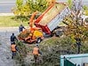 Who Can Remove a Tree in Ozark, Missouri?