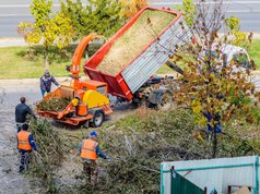 Who Can Remove a Tree in Ozark, Missouri?